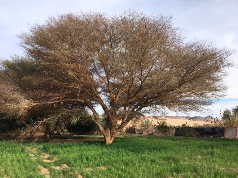 Le Jardin des Sables