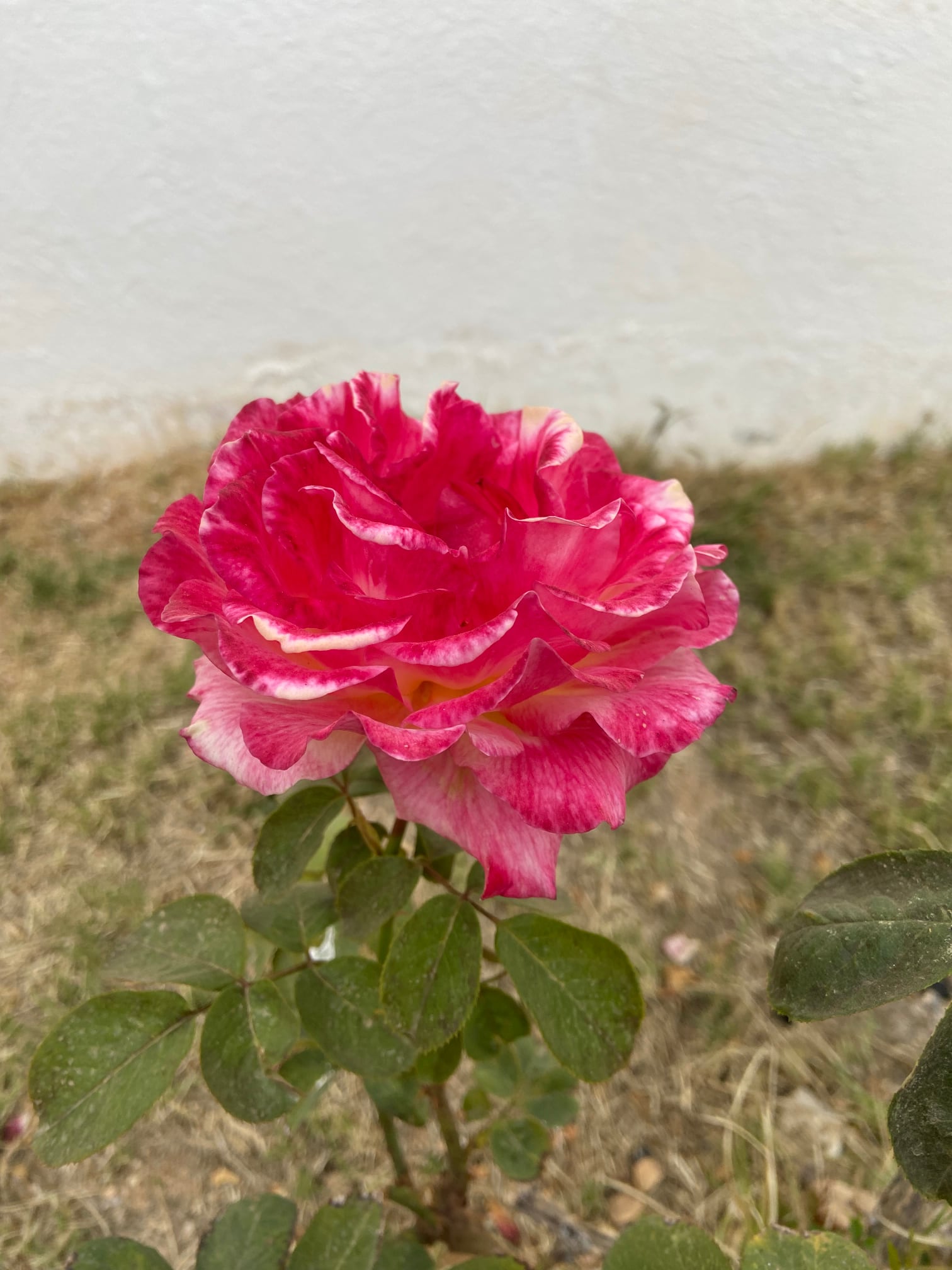 diapo-le-jardin-17