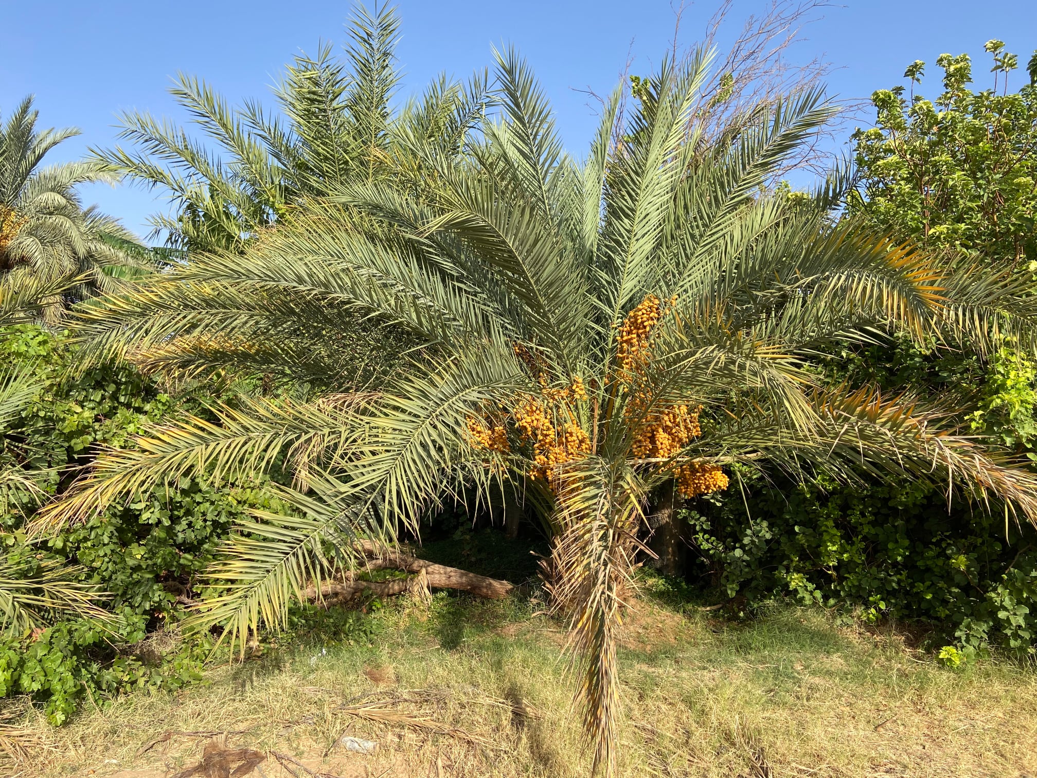 diapo-le-jardin-22