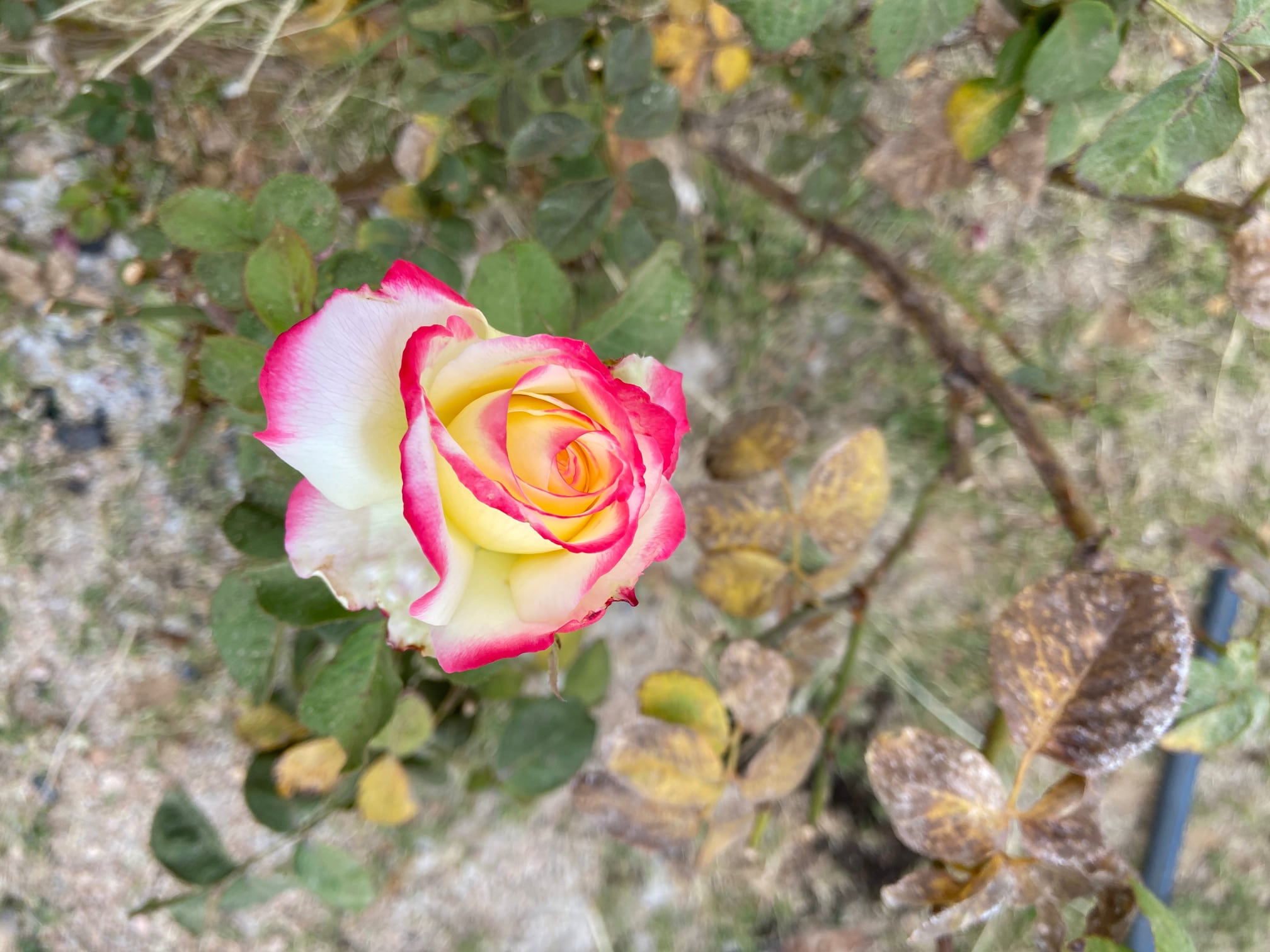 diapo-le-jardin-24